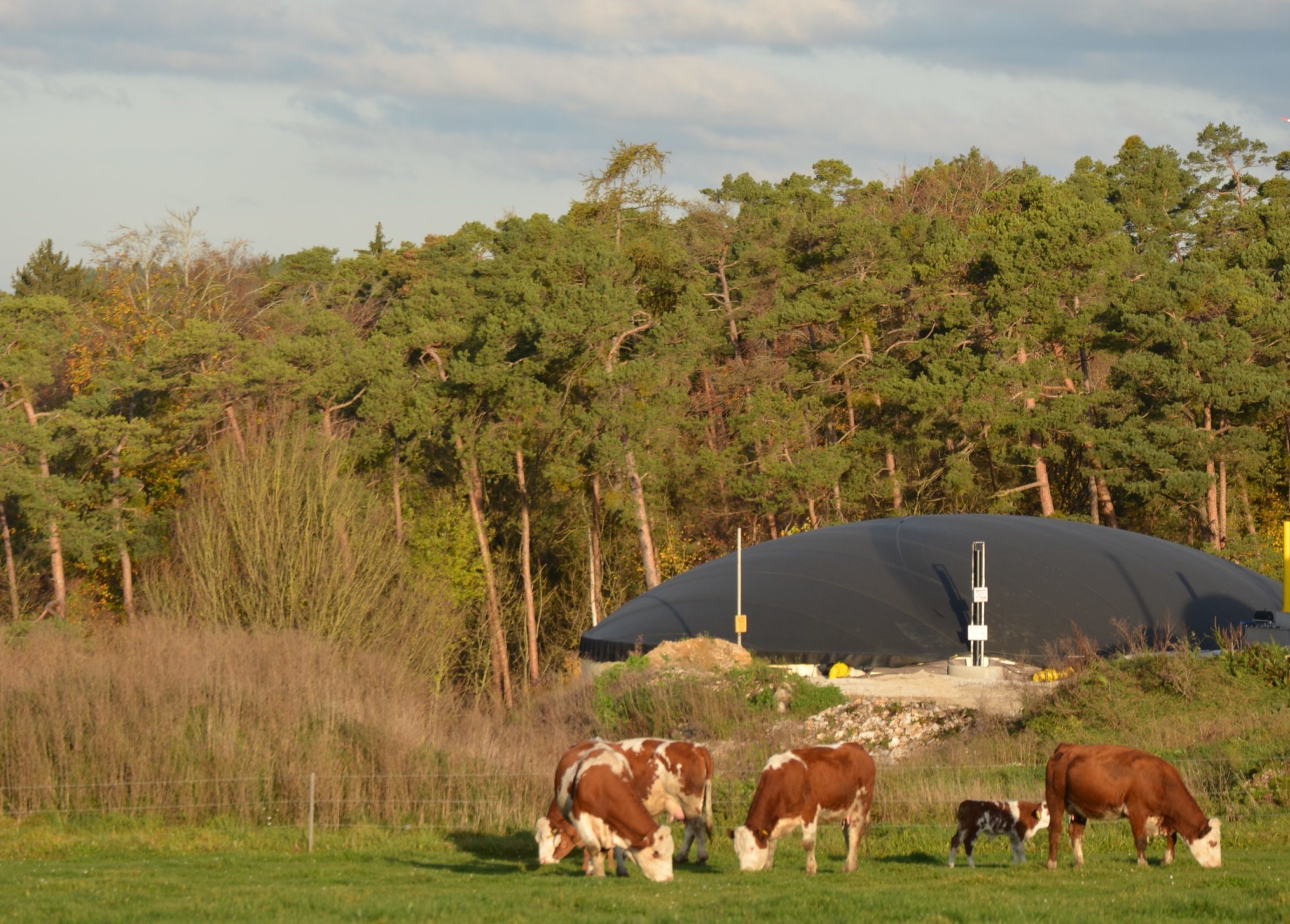 Biogas ist mehr! – Fachgespräch informiert zu Biogas im Ökolandbau