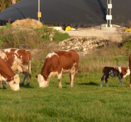 Mit Kalkstickstoff Emissionen senken und die Biogaserträge steigern