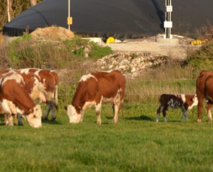 Mit Kalkstickstoff Emissionen senken und die Biogaserträge steigern