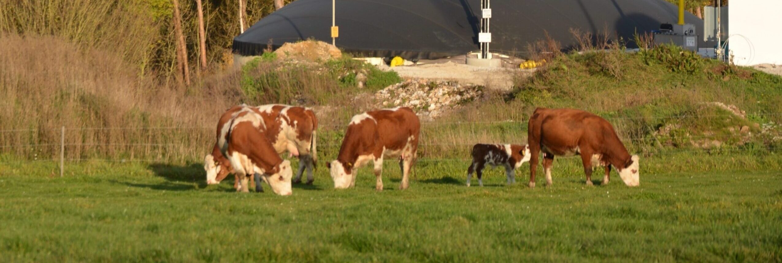 Mit Kalkstickstoff Emissionen senken und die Biogaserträge steigern