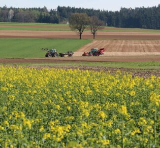 Landwirtschaft Feld Raps