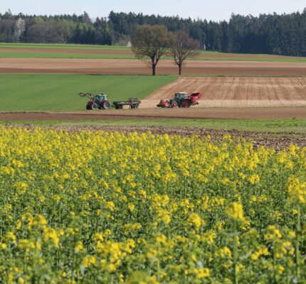 EU-Rahmen für die Zertifizierung von Kohlenstoffsenken ist auf dem Weg