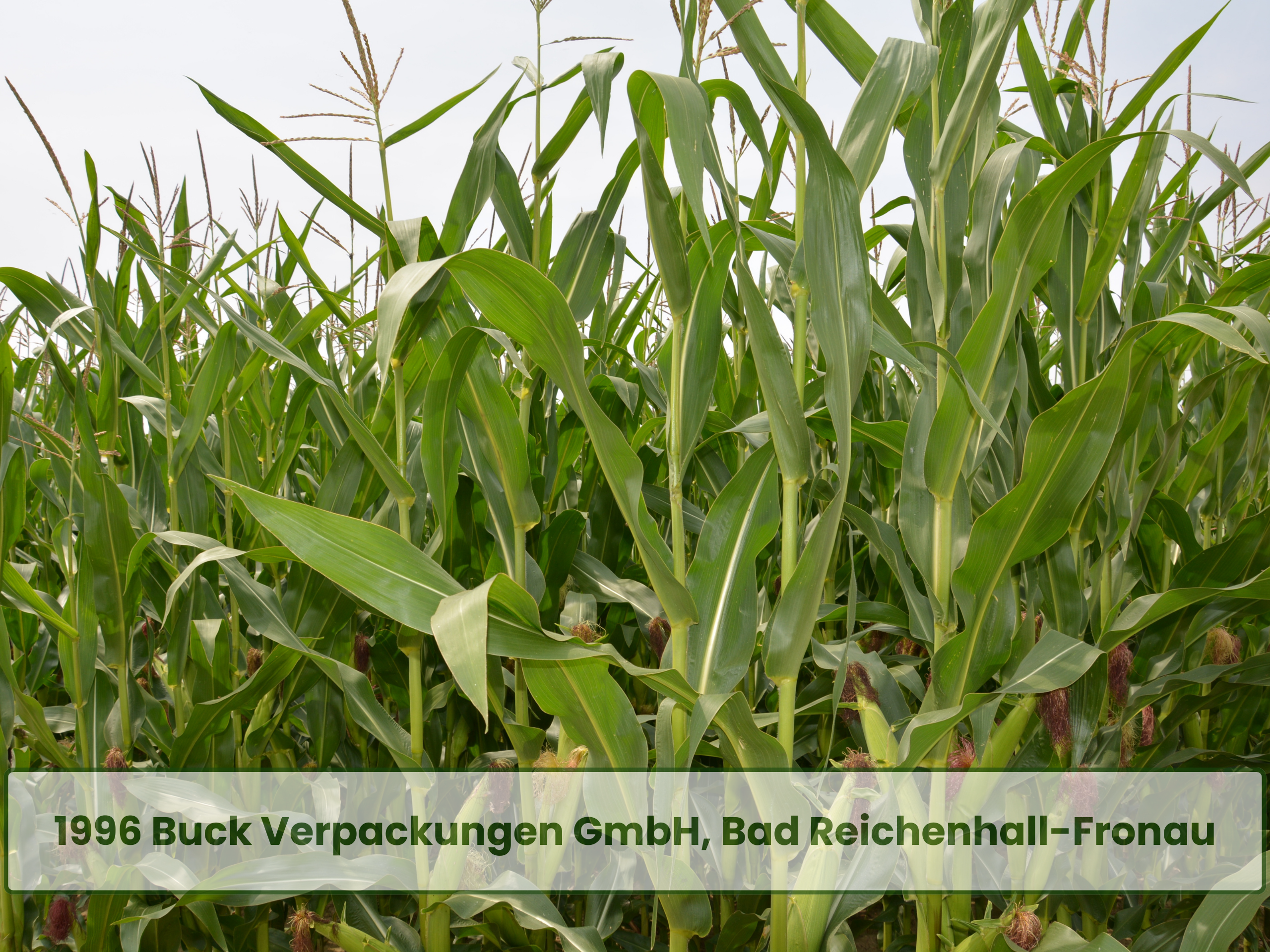 Förderpreis Nachwachsende Rohstoffe (33)