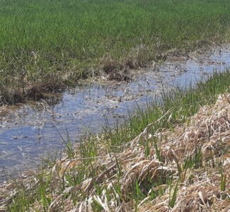 Ein wasserführender Graben zieht sich durch ein Moorgebiet oder Feuchtgebiet.