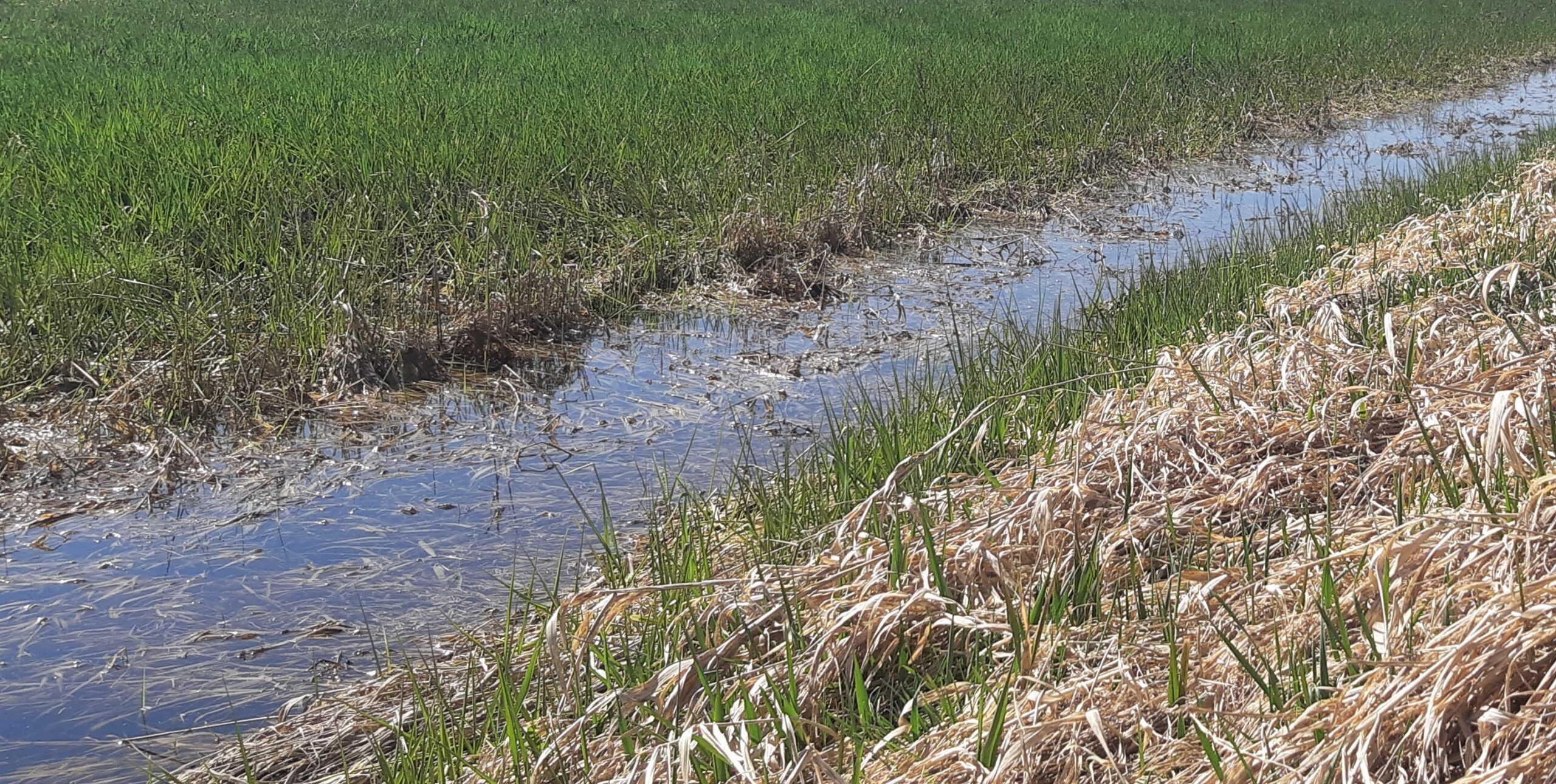 Biogassubstrate von wiedervernässten Moorflächen