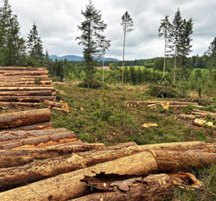 Waldumbau ist nicht immer schön aber notwendig und alternativlos