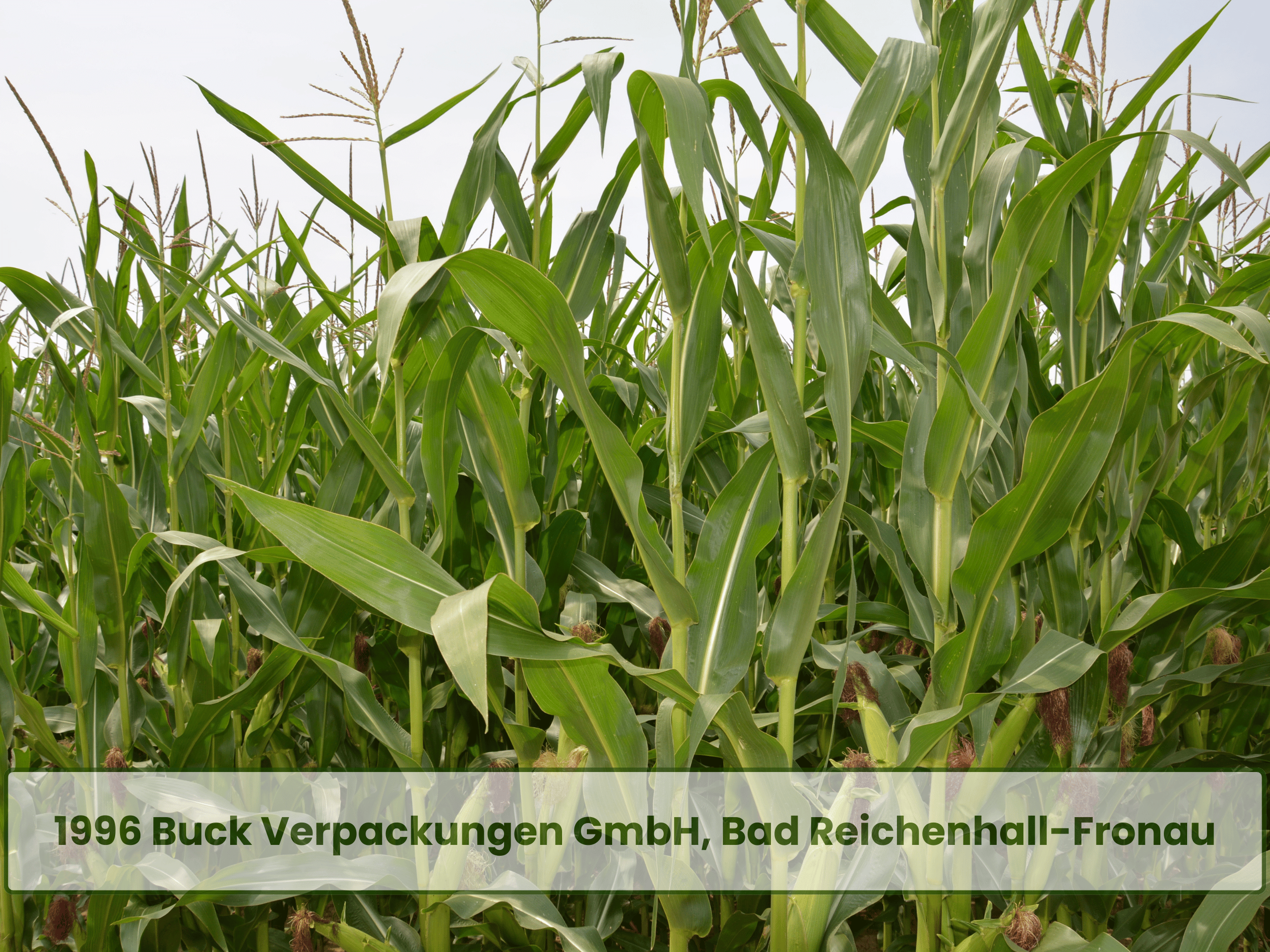 Förderpreis Nachwachsende Rohstoffe 1 (33)