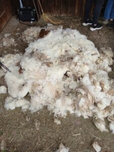 Ein Haufen Schafwolle, frisch geschoren.