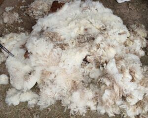 Ein Haufen Schafwolle, frisch geschoren.