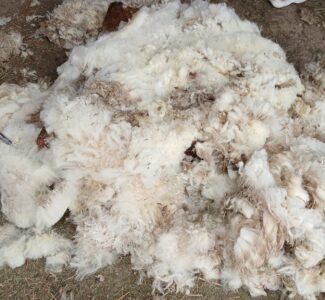 Ein Haufen Schafwolle, frisch geschoren.