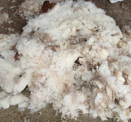 C.A.R.M.E.N.-WebSeminar „Der Markt für Schafschurwolle aus Deutschland“ am 14. Januar 2026