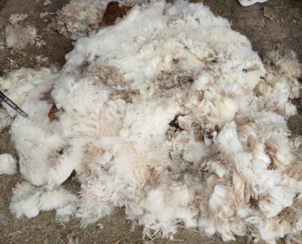 C.A.R.M.E.N.-WebSeminar „Der Markt für Schafschurwolle aus Deutschland“ am 14. Januar 2026