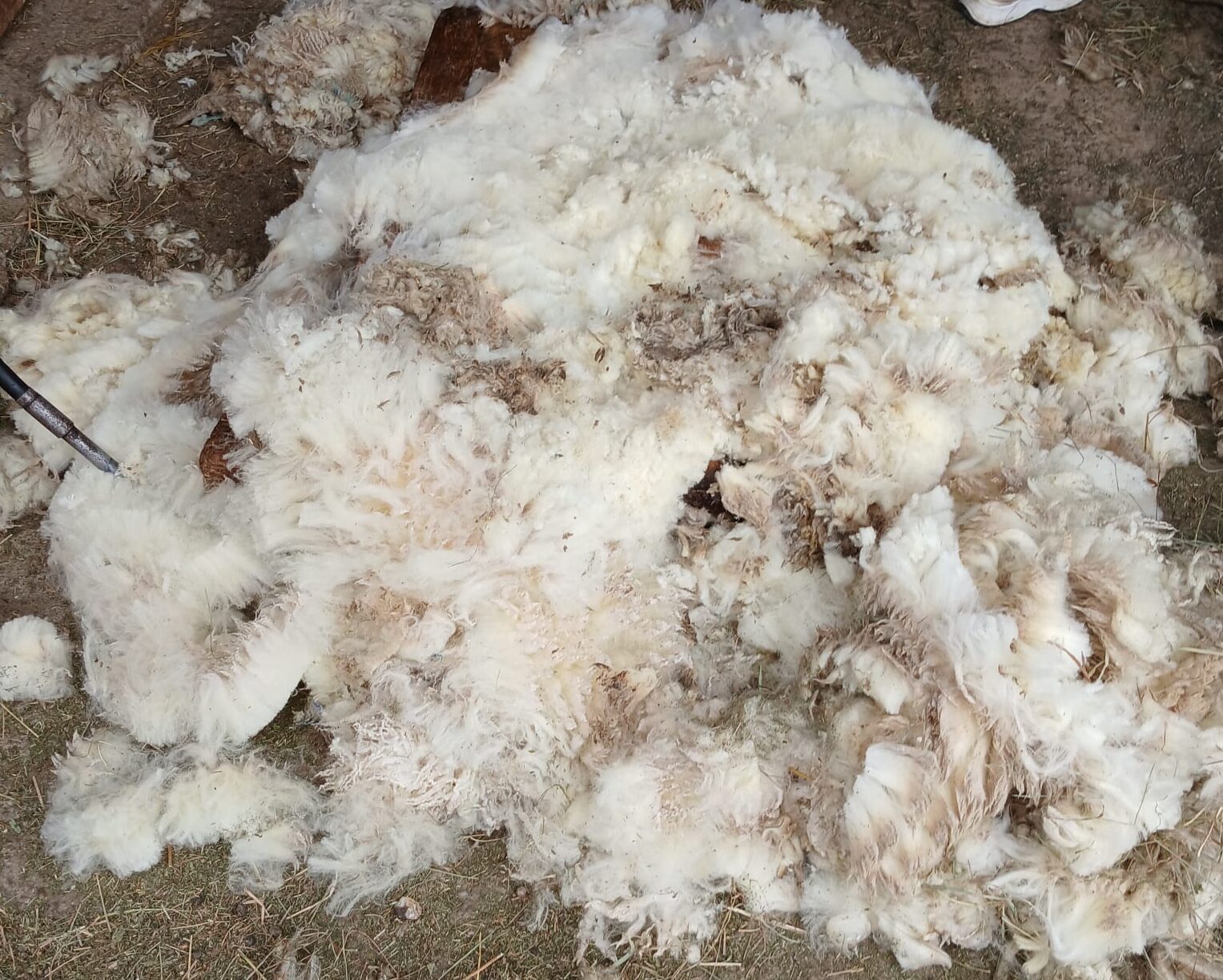 C.A.R.M.E.N.-WebSeminar „Der Markt für Schafschurwolle aus Deutschland“ am 14. Januar 2026