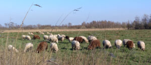 Schafe grasen in der Landschaft