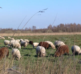 Schafe grasen in der Landschaft