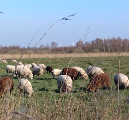 Schafwolle –  ein Nachwachsender Rohstoff, viele Nutzungspfade