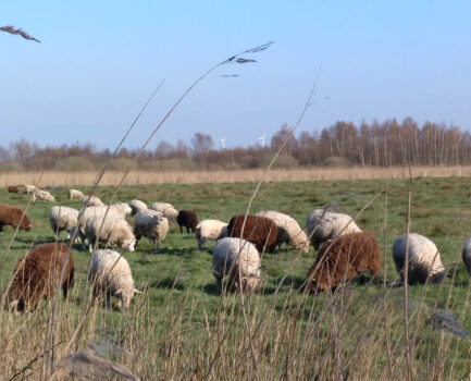 Der Markt für Schafschurwolle aus Deutschland
