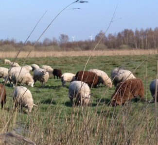 Schafe grasen in der Landschaft