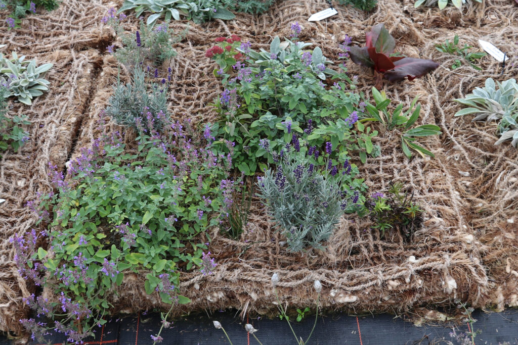 Eine Vegetationsmatte auf Basis von Schafwolle ist von Kulturpflanzen durchwachsen.