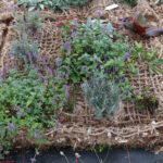 Eine Vegetationsmatte auf Basis von Schafwolle ist von Kulturpflanzen durchwachsen.