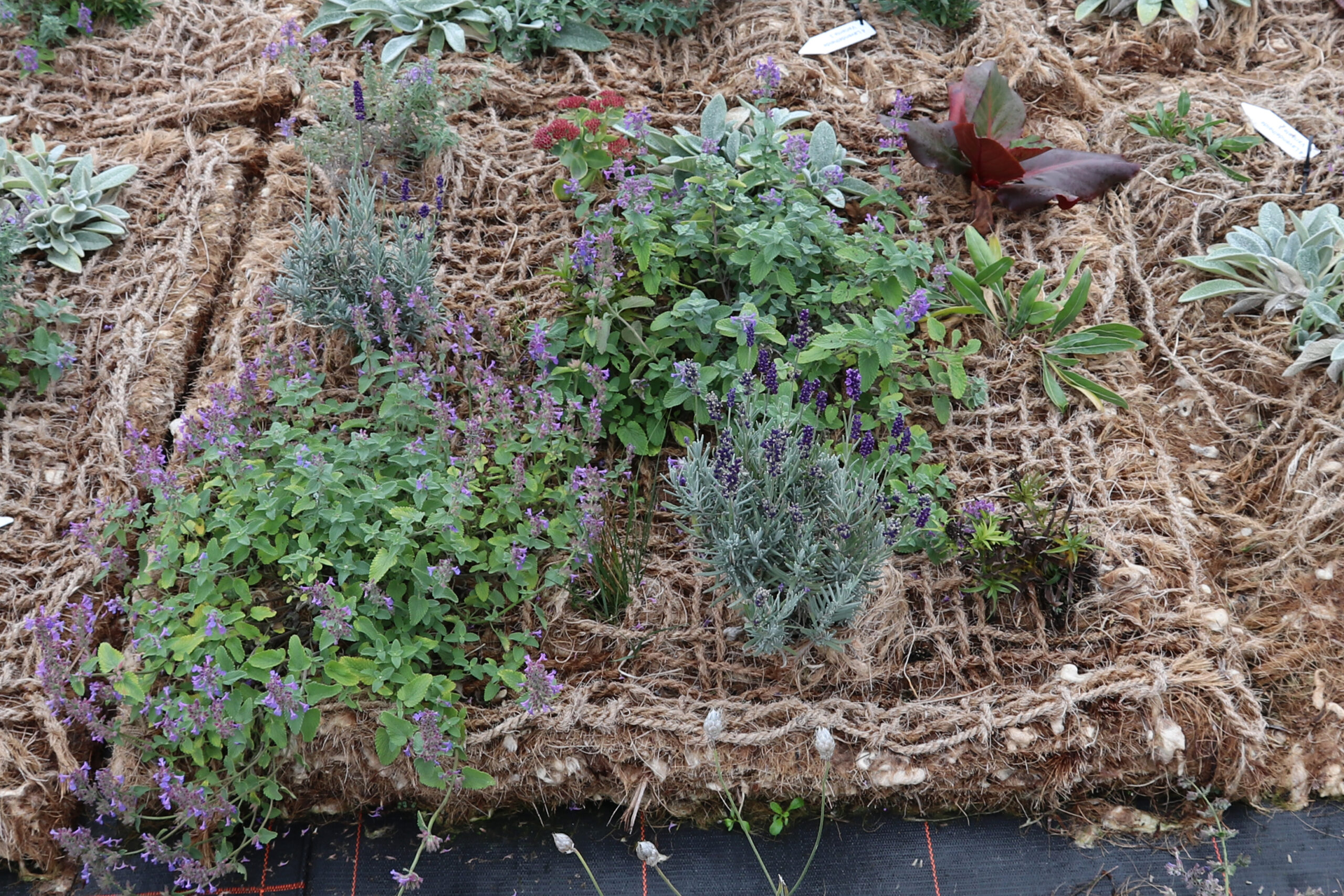 C.A.R.M.E.N.-WebSeminar „Schafwolle in Garten- und Landschaftsbau“ am 20.05.2026