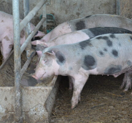 Wie kann Schweinegülle besser vergoren werden?