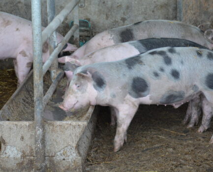 Wie kann Schweinegülle besser vergoren werden?