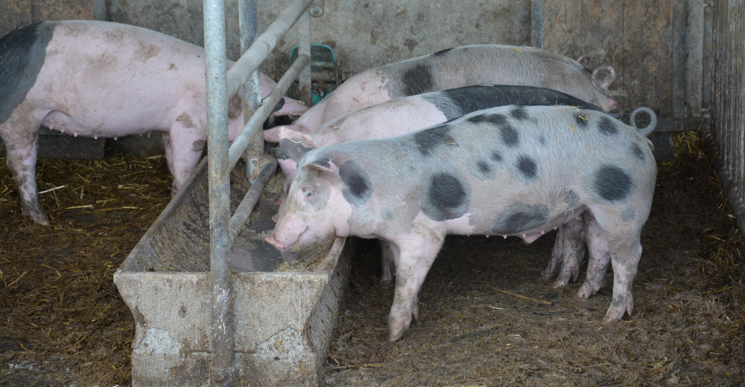 Wie kann Schweinegülle besser vergoren werden?
