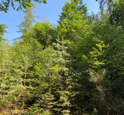 Der Wandel des Waldes wird zum Treiber des Wandels der Holzverwendung