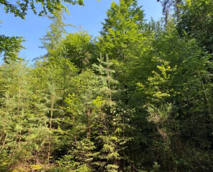 Der Wandel des Waldes wird zum Treiber des Wandels der Holzverwendung