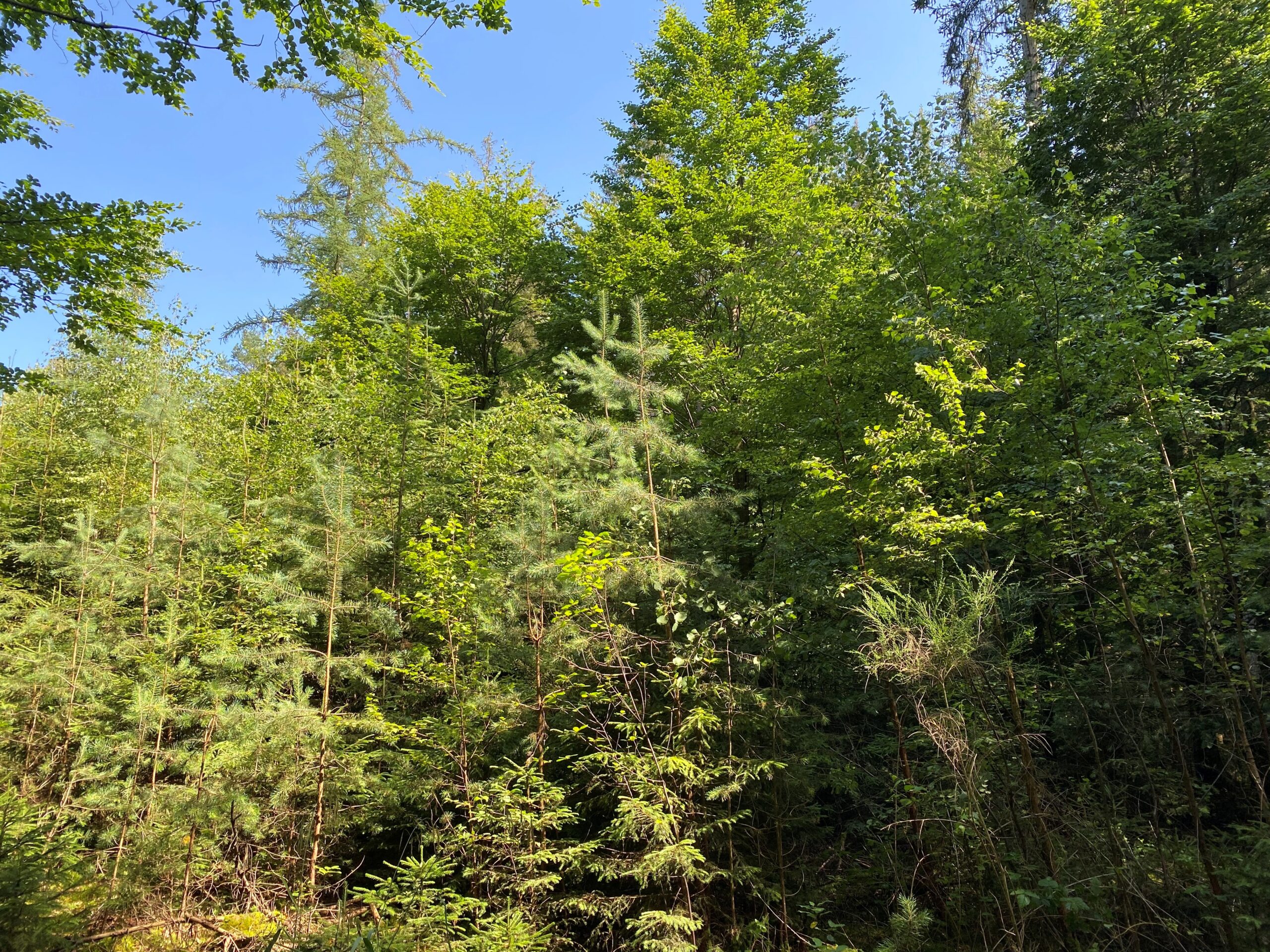 Der Wandel des Waldes wird zum Treiber des Wandels der Holzverwendung