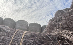 Getrocknetes, gebündeltes Hanfstroh in Vordergrund und Rundballen im Hintergrund sind auf dem Foto dargestellt.