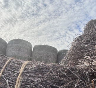 Getrocknetes, gebündeltes Hanfstroh in Vordergrund und Rundballen im Hintergrund sind auf dem Foto dargestellt.